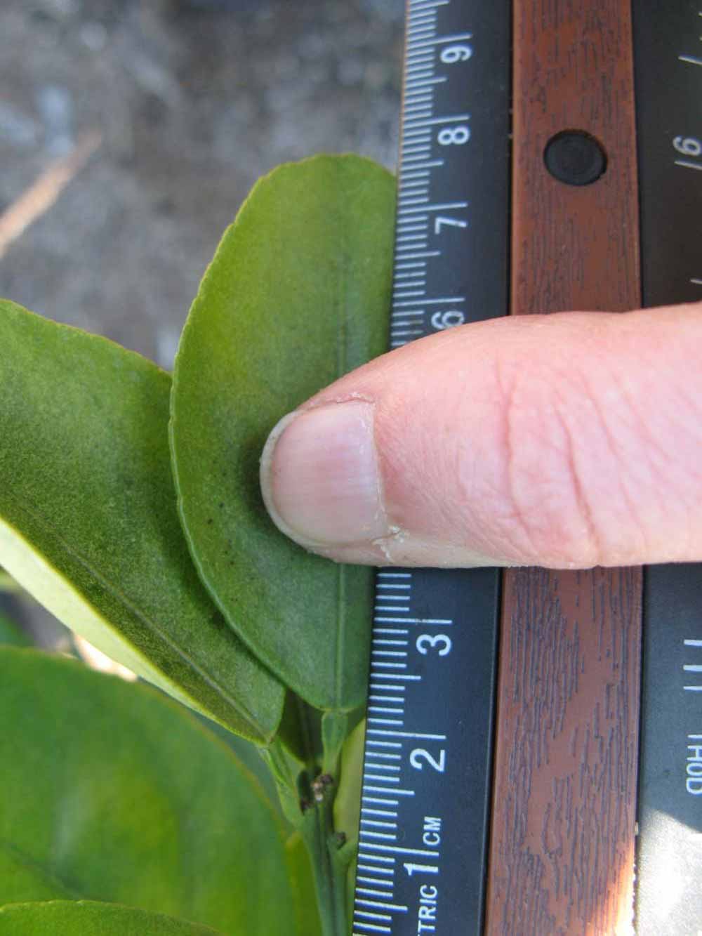              Unifoliolate leaf (Winter Haven, FL)       